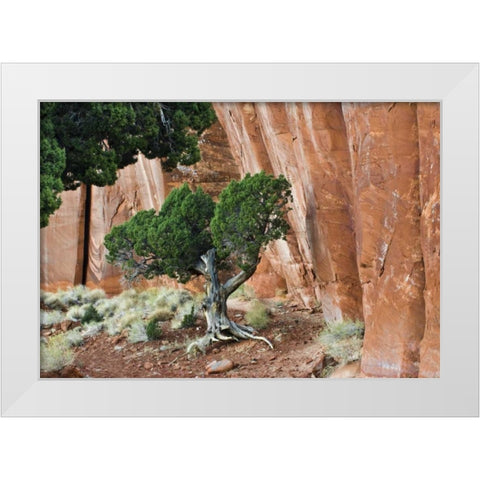 UT, Monument Valley Juniper tree in canyon White Modern Wood Framed Art Print by Rotenberg, Nancy