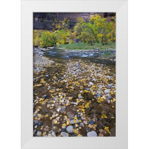 USA, Utah, Zion NP Fallen Leaves in The Narrows White Modern Wood Framed Art Print by Rotenberg, Nancy