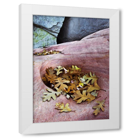 Utah, Zion NP Gambel oak leaves on red rock White Modern Wood Framed Art Print by Rotenberg, Nancy