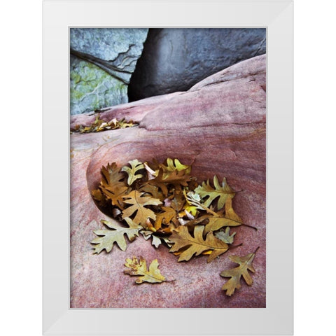 Utah, Zion NP Gambel oak leaves on red rock White Modern Wood Framed Art Print by Rotenberg, Nancy