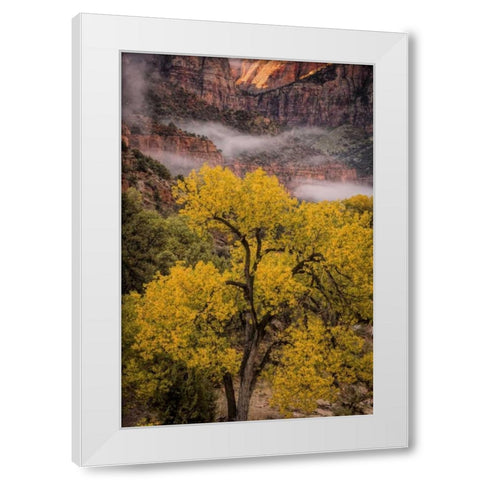 USA, Utah, Zion NP Foggy autumn landscape White Modern Wood Framed Art Print by OBrien, Jay