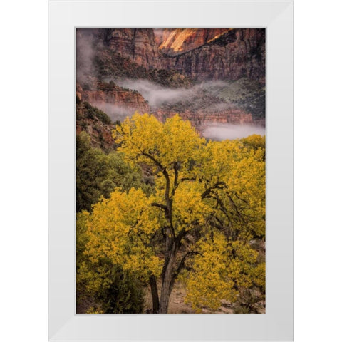 USA, Utah, Zion NP Foggy autumn landscape White Modern Wood Framed Art Print by OBrien, Jay