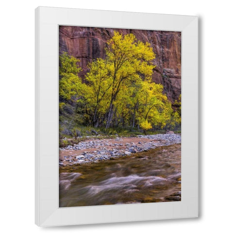 USA, Utah, Zion NP Stream in autumn scenic White Modern Wood Framed Art Print by OBrien, Jay
