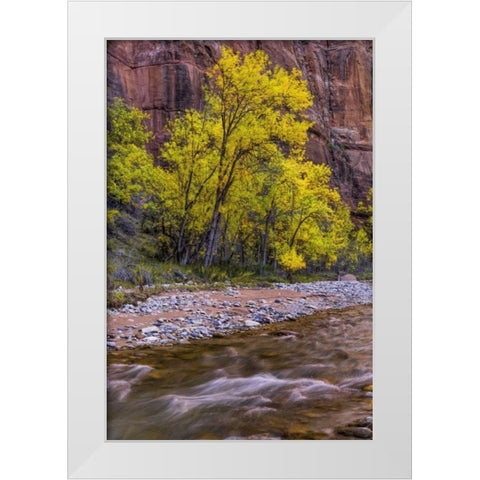 USA, Utah, Zion NP Stream in autumn scenic White Modern Wood Framed Art Print by OBrien, Jay