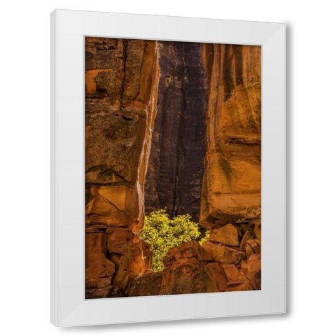 USA, Utah, Zion NP Tree and cliff White Modern Wood Framed Art Print by OBrien, Jay