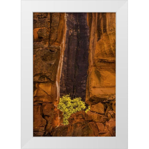 USA, Utah, Zion NP Tree and cliff White Modern Wood Framed Art Print by OBrien, Jay