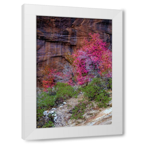 USA, Utah, Zion NP Cliff and autumn scenic White Modern Wood Framed Art Print by OBrien, Jay