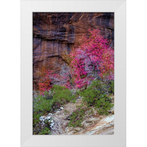 USA, Utah, Zion NP Cliff and autumn scenic White Modern Wood Framed Art Print by OBrien, Jay