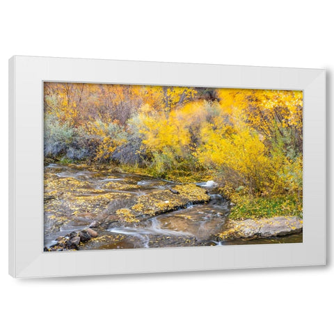 USA- Utah- Calf Creek Recreation Area in autumn. White Modern Wood Framed Art Print by Jaynes Gallery