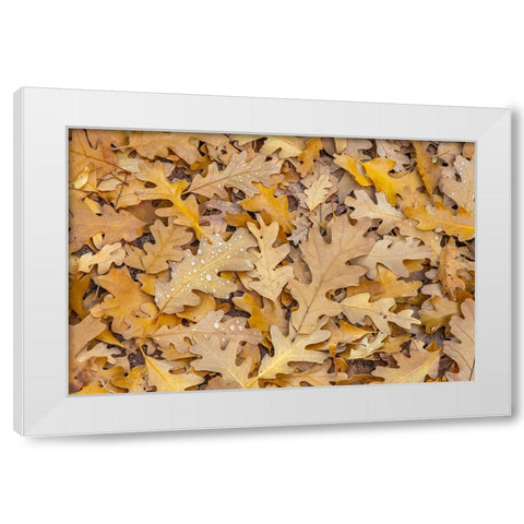 USA- Utah- Calf Creek Recreation Area. Dew on fallen oak leaves. White Modern Wood Framed Art Print by Jaynes Gallery