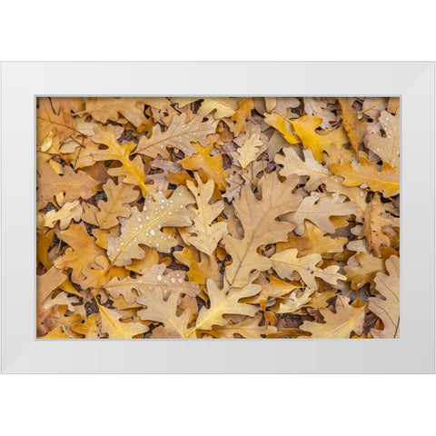 USA- Utah- Calf Creek Recreation Area. Dew on fallen oak leaves. White Modern Wood Framed Art Print by Jaynes Gallery
