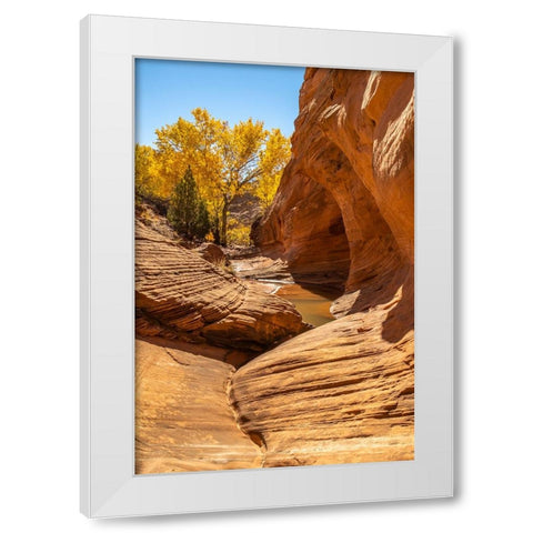USA- Utah- Grand Staircase Escalante National Monument. Harris Wash and cottonwood tree in fall. White Modern Wood Framed Art Print by Jaynes Gallery