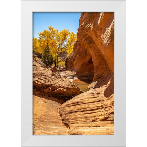 USA- Utah- Grand Staircase Escalante National Monument. Harris Wash and cottonwood tree in fall. White Modern Wood Framed Art Print by Jaynes Gallery
