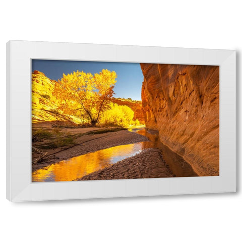 USA- Utah- Grand Staircase Escalante National Monument. Harris Wash and cottonwood trees in fall. White Modern Wood Framed Art Print by Jaynes Gallery