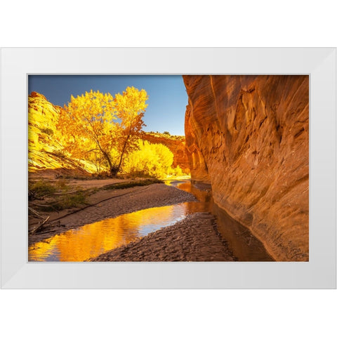 USA- Utah- Grand Staircase Escalante National Monument. Harris Wash and cottonwood trees in fall. White Modern Wood Framed Art Print by Jaynes Gallery