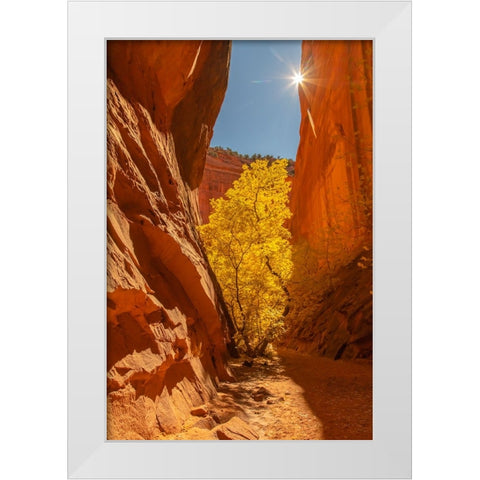 USA- Utah- Grand Staircase Escalante National Monument. Burr Trail and tree White Modern Wood Framed Art Print by Jaynes Gallery