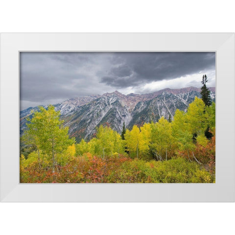 Fall Foliage in Little Cottonwood Canyon, Red Pine Trail, Wasatch-Cache National Forest, Utah. White Modern Wood Framed Art Print by Garber, Howie