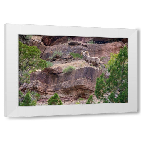 Big horn ram on cliff-Dinosaur National Monument-Utah-USA White Modern Wood Framed Art Print by Garber, Howie