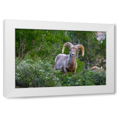 Big horn ram portrait in wildflowers-Dinosaur National Monument-Utah-USA White Modern Wood Framed Art Print by Garber, Howie