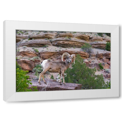 Bighorn ram on cliff-eye contact-Dinosaur National Monument-Utah-USA White Modern Wood Framed Art Print by Garber, Howie