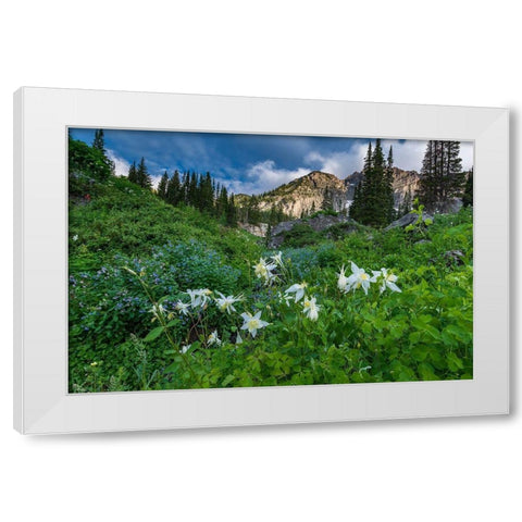 Columbine wildflowers and bluebells in Albion Basin-Alta Ski Resort-Wasatch Mountains White Modern Wood Framed Art Print by Garber, Howie