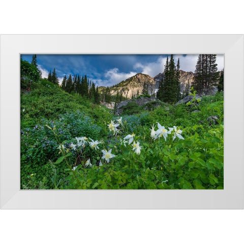 Columbine wildflowers and bluebells in Albion Basin-Alta Ski Resort-Wasatch Mountains White Modern Wood Framed Art Print by Garber, Howie