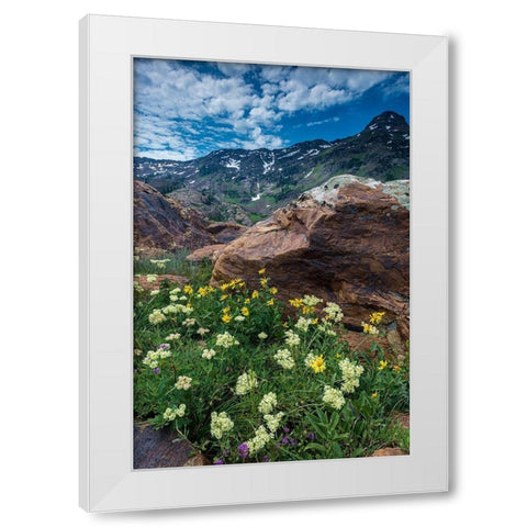 Cow parsnip-mules ear-and quartzite rock in Twin Peaks Wilderness White Modern Wood Framed Art Print by Garber, Howie