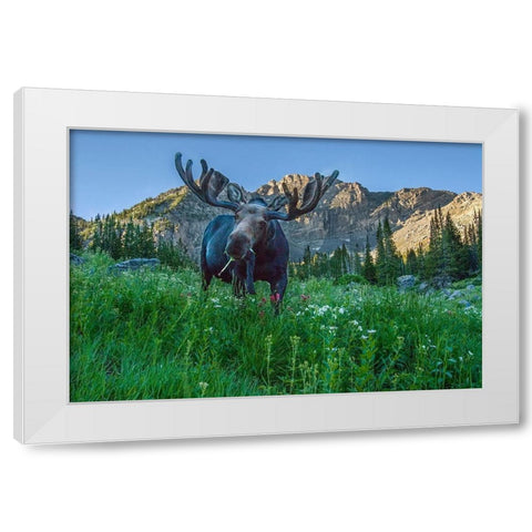 Grazing bull moose eye to eye with photographer-Wasatch Mountains-Alta-Utah-USA White Modern Wood Framed Art Print by Garber, Howie