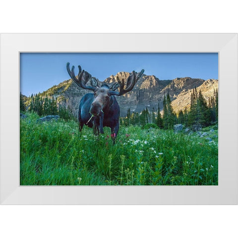 Grazing bull moose eye to eye with photographer-Wasatch Mountains-Alta-Utah-USA White Modern Wood Framed Art Print by Garber, Howie
