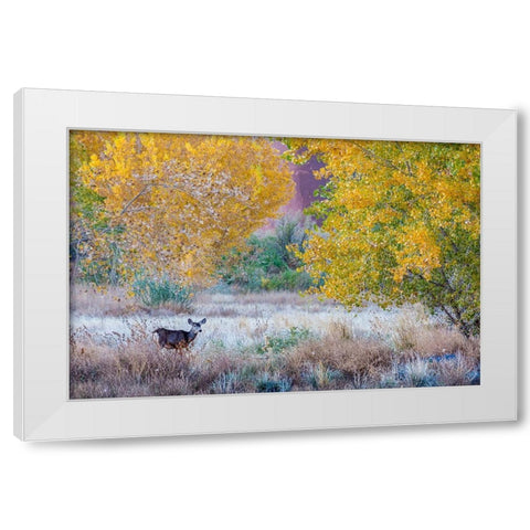 Whitetail deer grazing under autumn cottonwood tree-near Moab-Utah-USA White Modern Wood Framed Art Print by Garber, Howie