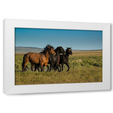 Wild stallions of Onaqui Herd graze along Pony Express Byway near Dugway White Modern Wood Framed Art Print by Garber, Howie