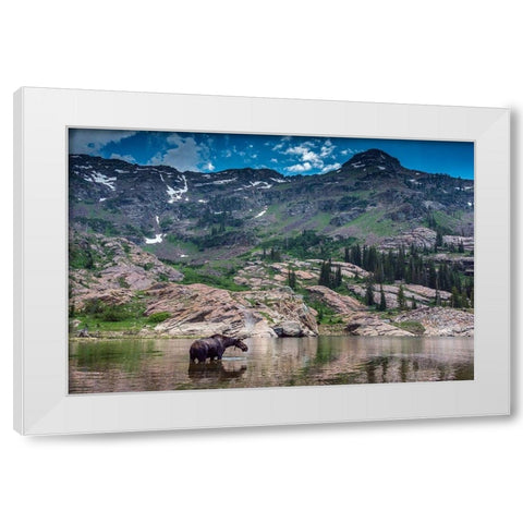 Young bull moose wading in Lake Lilian-Wasatch Mountains near Lake Blanche White Modern Wood Framed Art Print by Garber, Howie