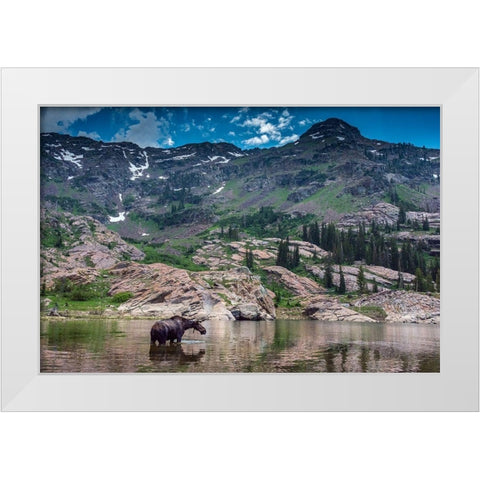 Young bull moose wading in Lake Lilian-Wasatch Mountains near Lake Blanche White Modern Wood Framed Art Print by Garber, Howie