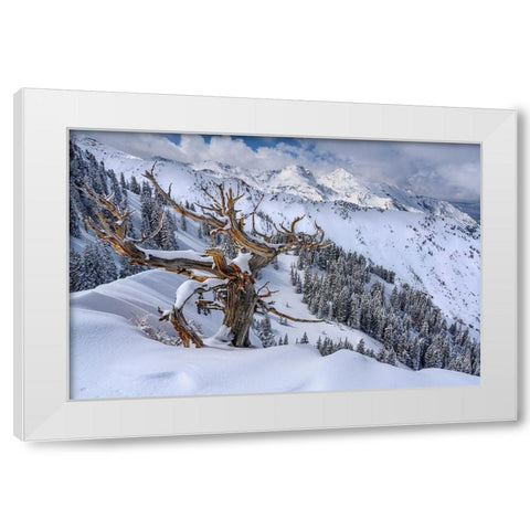 Utah-Ancient Limber pine on ridge during winter Big Cottonwood Canyon near Salt Lake City and Alta White Modern Wood Framed Art Print by Garber, Howie
