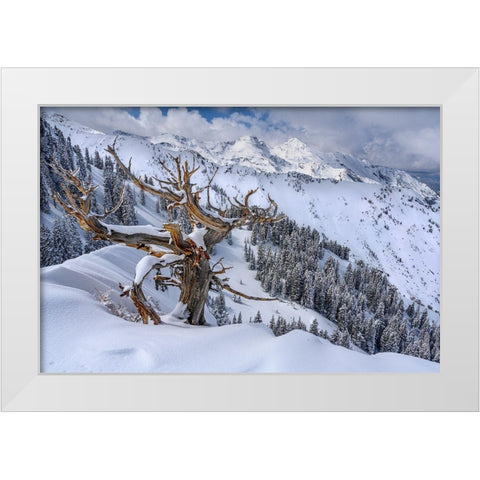 Utah-Ancient Limber pine on ridge during winter Big Cottonwood Canyon near Salt Lake City and Alta White Modern Wood Framed Art Print by Garber, Howie