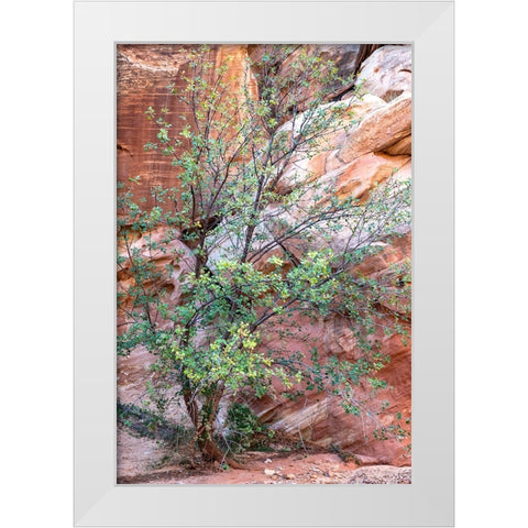 USA-Utah-Grand Wash-Capitol Reef National Park Single-leaf ash tree in front of sandstone wall White Modern Wood Framed Art Print by Davidson, Janell