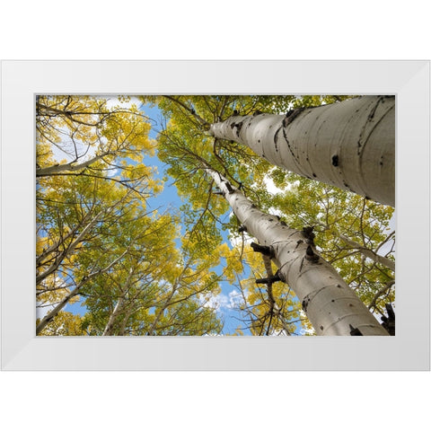 USA-Utah Dixie National Forest Looking up at tall Aspens White Modern Wood Framed Art Print by Davidson, Janell