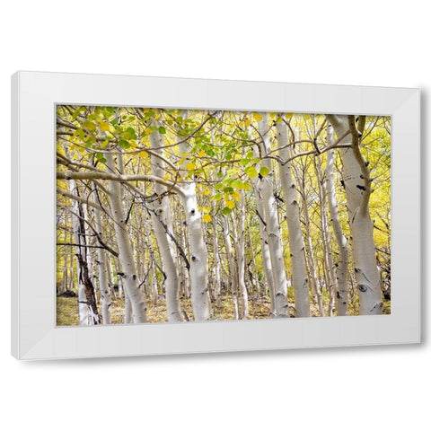 USA-Utah Dixie National Forest Grove of Aspens in Fall colors White Modern Wood Framed Art Print by Davidson, Janell