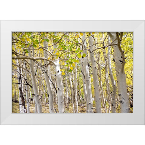 USA-Utah Dixie National Forest Grove of Aspens in Fall colors White Modern Wood Framed Art Print by Davidson, Janell