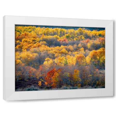 Utah-Logan Pass Autumn colors in Logan Pass Utah White Modern Wood Framed Art Print by Eggers, Julie