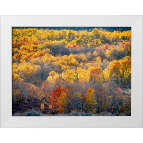 Utah-Logan Pass Autumn colors in Logan Pass Utah White Modern Wood Framed Art Print by Eggers, Julie