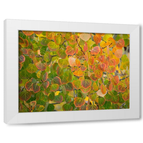 Utah-Logan Pass Autumn colors in Logan Pass Utah White Modern Wood Framed Art Print by Eggers, Julie