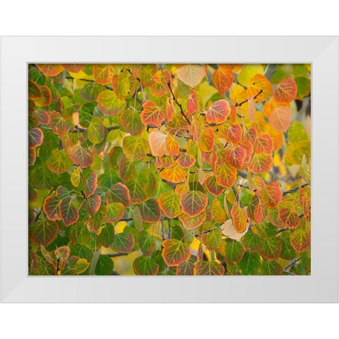Utah-Logan Pass Autumn colors in Logan Pass Utah White Modern Wood Framed Art Print by Eggers, Julie