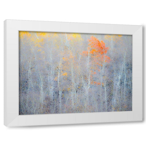 Utah-Logan Pass Autumn colors in Logan Pass Utah White Modern Wood Framed Art Print by Eggers, Julie