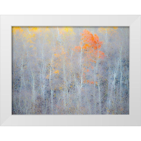 Utah-Logan Pass Autumn colors in Logan Pass Utah White Modern Wood Framed Art Print by Eggers, Julie
