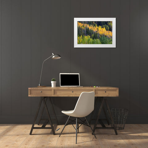 Utah; Wasatch-Cache National Forest, aspen trees along Mirror Lake Scenic Byway White Modern Wood Framed Art Print by Wild, Jamie and Judy