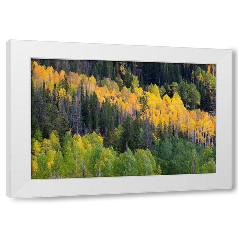 Utah; Wasatch-Cache National Forest, aspen trees along Mirror Lake Scenic Byway White Modern Wood Framed Art Print by Wild, Jamie and Judy