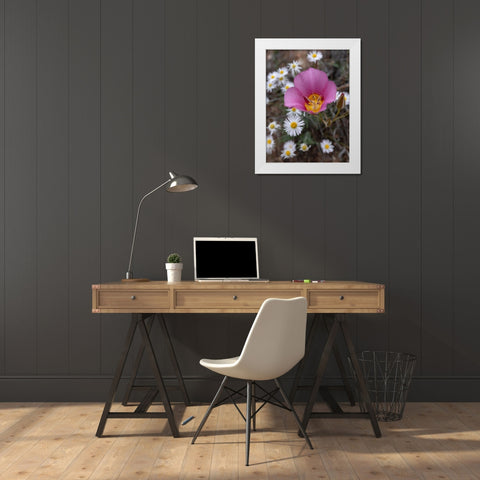 Utah Sego lily-Arches National Park White Modern Wood Framed Art Print by Zimmerman, Judith