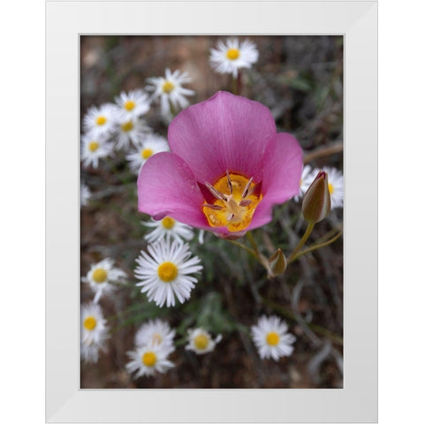Utah Sego lily-Arches National Park White Modern Wood Framed Art Print by Zimmerman, Judith