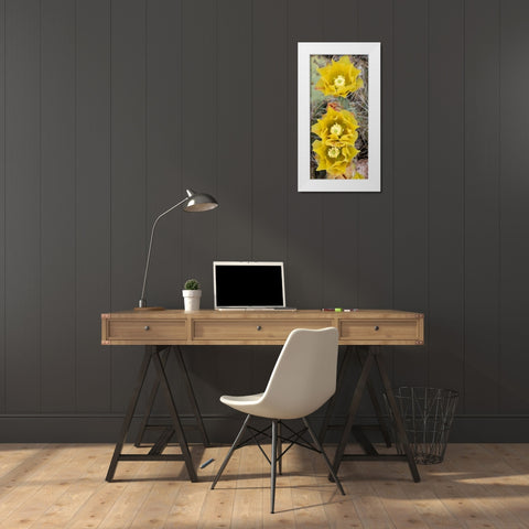 Utah Prickly pear cactus bloom-Arches National Park White Modern Wood Framed Art Print by Zimmerman, Judith